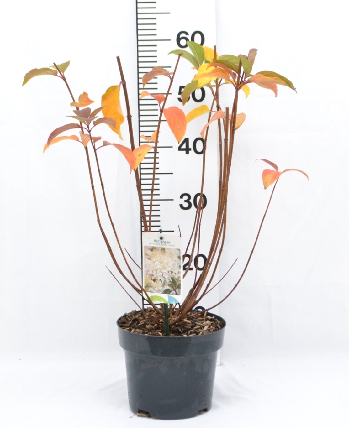 Hydrangea pan. 'Silver Dollar' - C3 20-40 CM